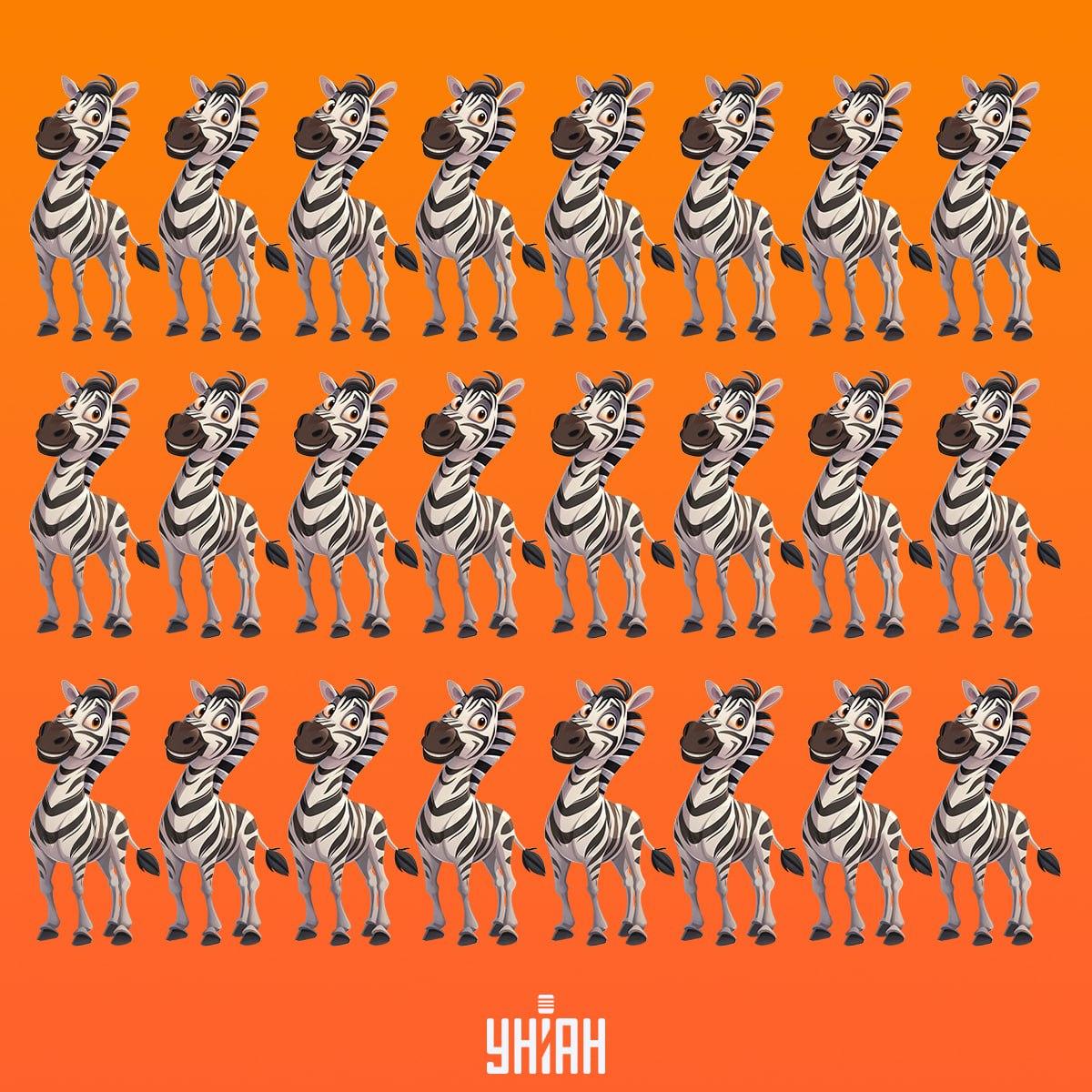 Je čas najít zebru, která není jako ostatní / koláž Moje