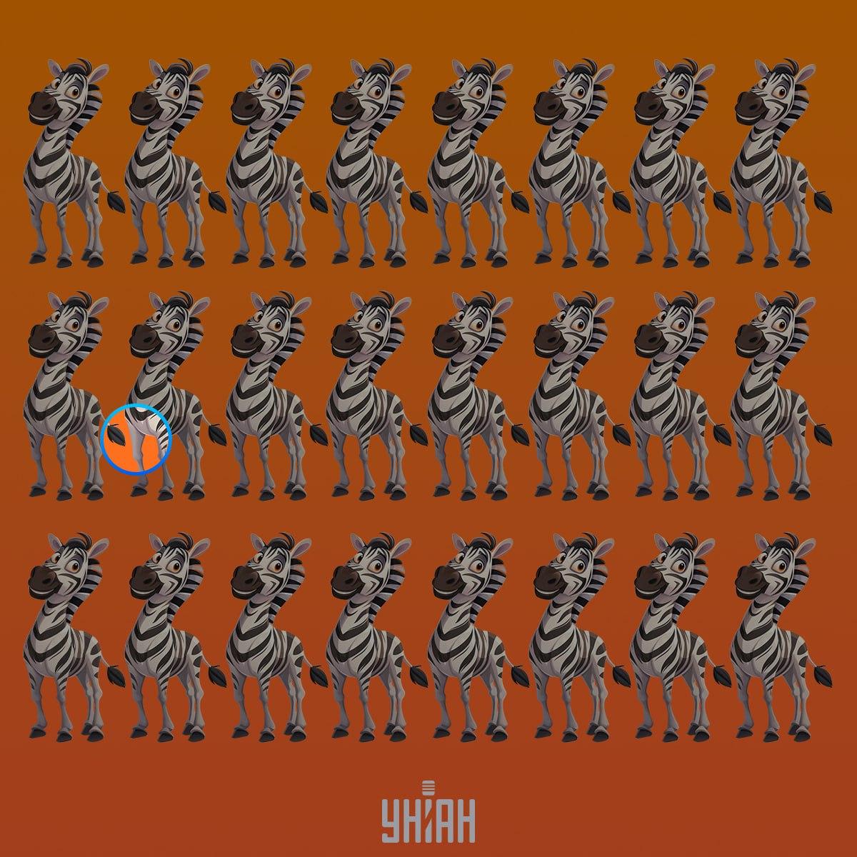 Podivná zebra byla ve druhé řadě shora / koláž Moje