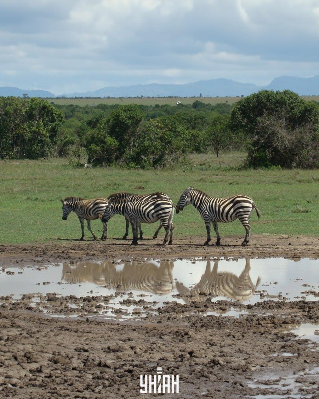 Psa je třeba najít včas / koláž s fotografií Moje