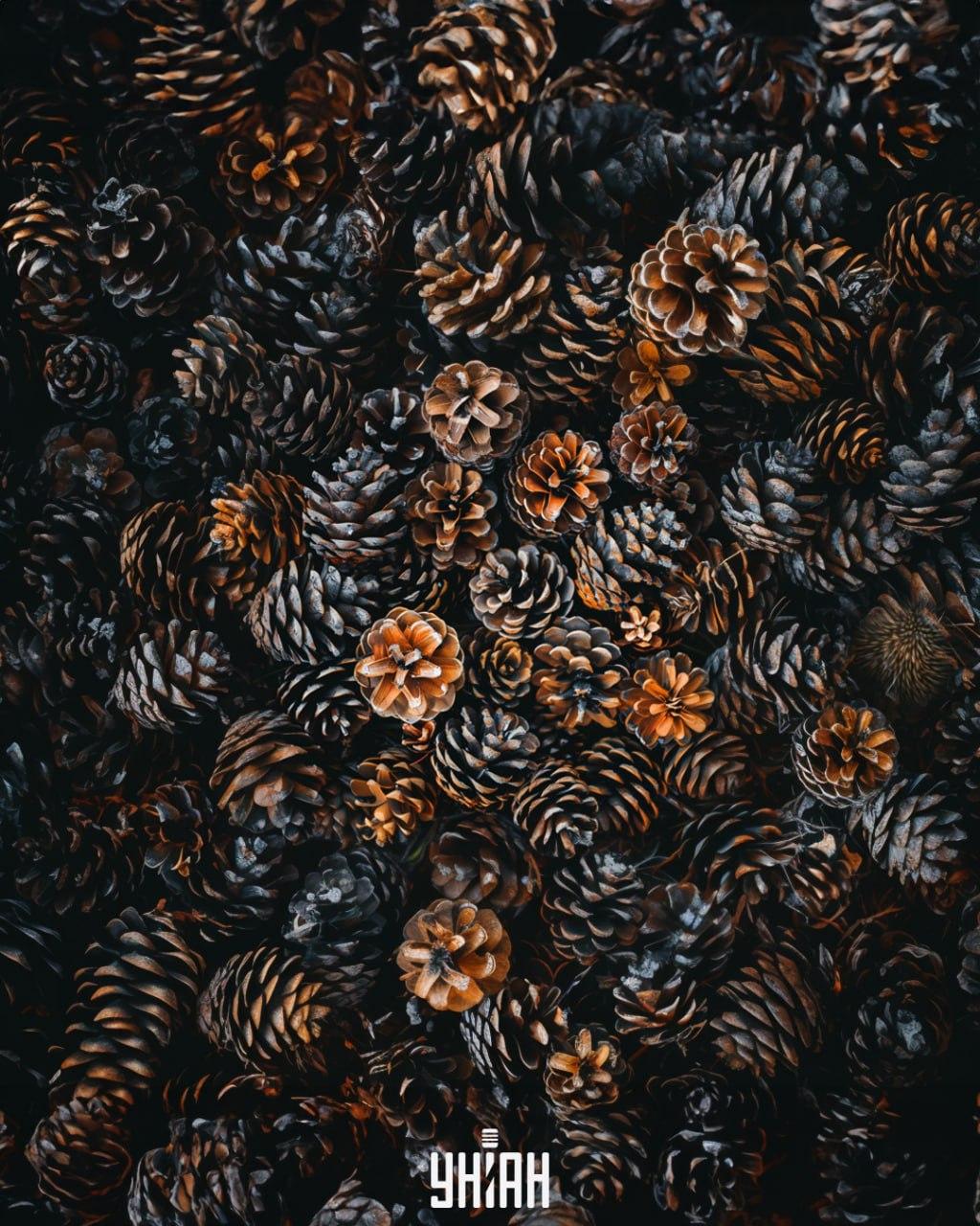 Je třeba najít ježka mezi kužely / koláž Moje