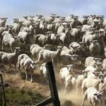 Hádanka pro ty, kteří mají skvělý zrak: musíte najít psa