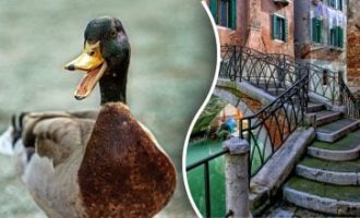 Kachna na obrázku s otevřenou zobákem, ideální pro hádanku o hledání kachny do 10 sekund.