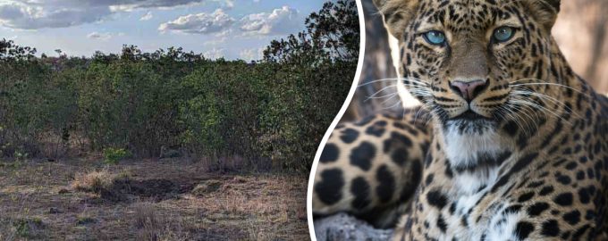 Leopard v přírodě s výraznýma modrýma očima, detailní záběr.