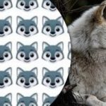 Vlka najde jen málokdo: zajímavá logická hra na upoutání pozornosti